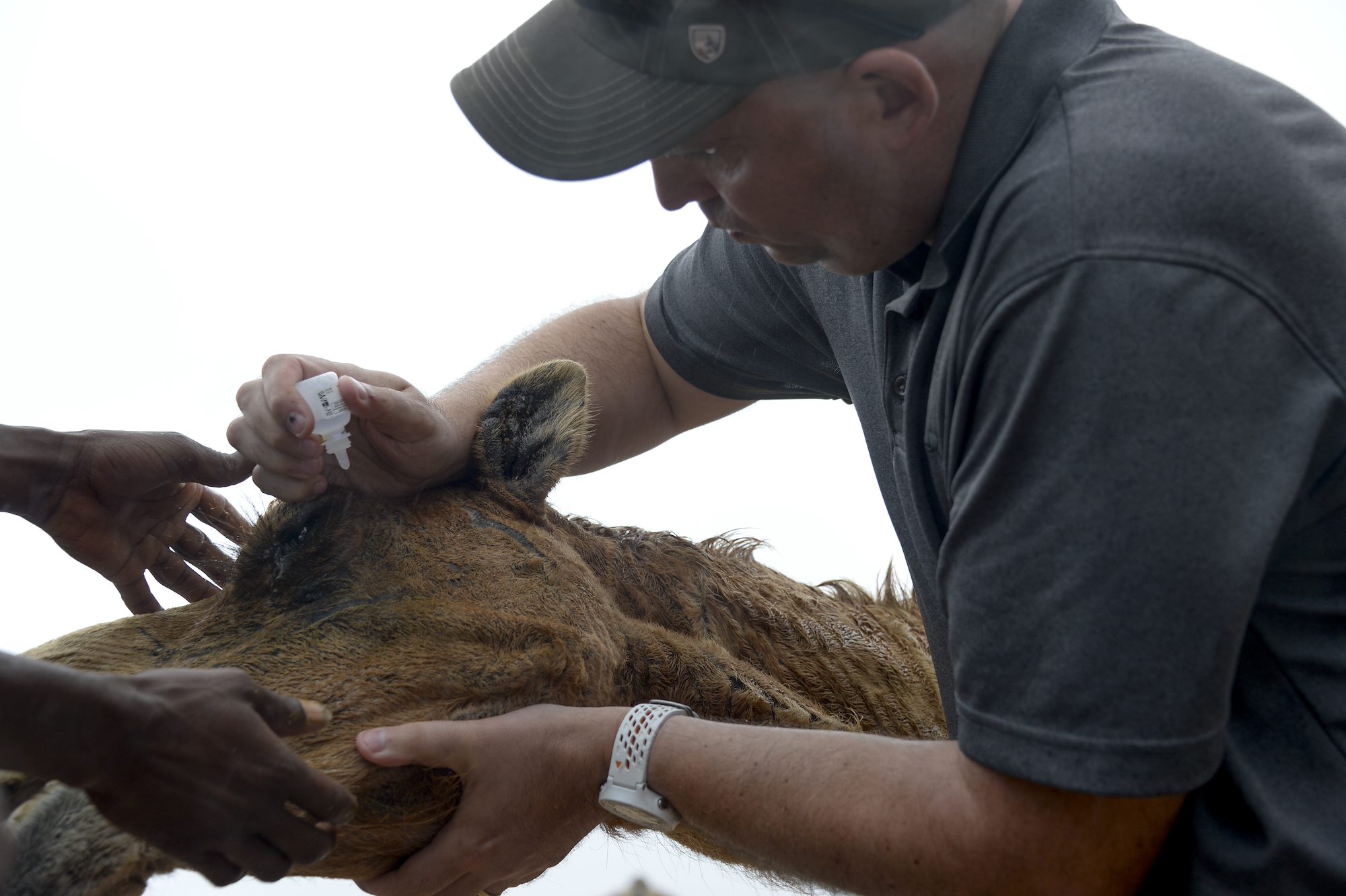 U.S. Soldiers provide veterinarian assistance