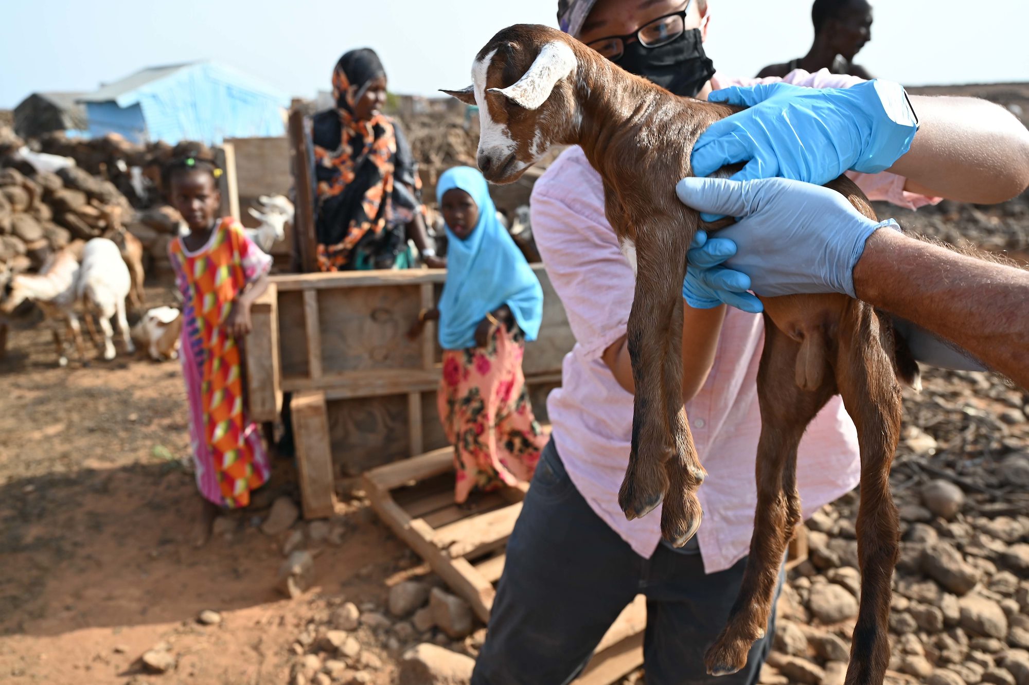U.S., Djiboutian veterinarians partner to treat local livestock
