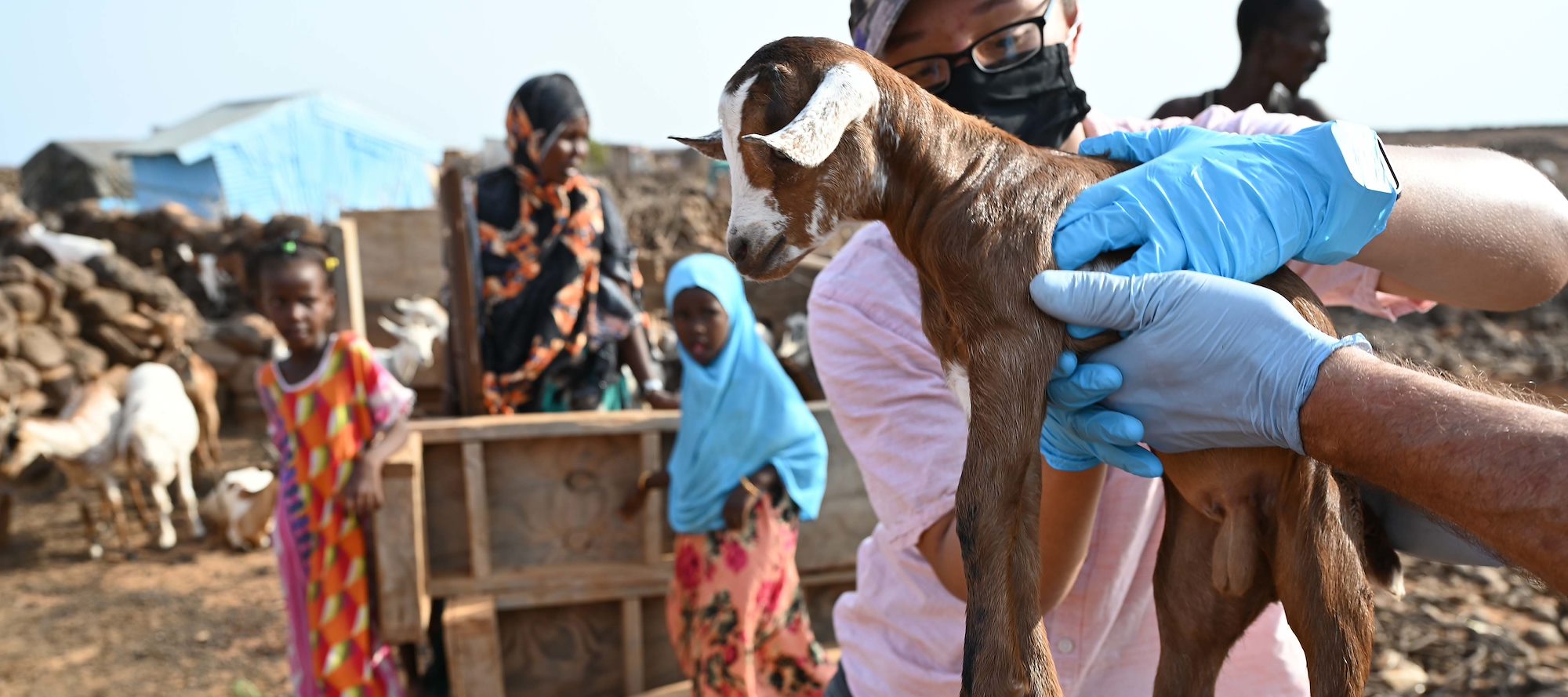 (rotator) U.S., Djiboutian veterinarians partner to treat local livestock